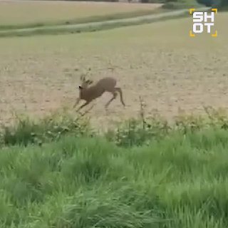 В восточной Франции пьяные олени устраивают дебоши на дорогах