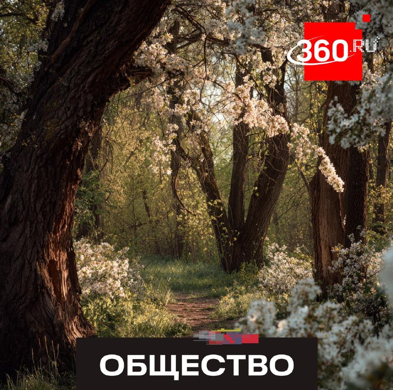 Лесопарк «Массовка» в Дедовске превратят в современную зону отдыха
