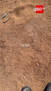 В России активизировались опасные клещи-мутанты