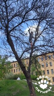 Голубя из коварных веток спасли на Васильевском острове