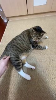 Забагованного кота нашли в сети