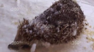 Волонтеры спасли ежика, которого «подстриг» триммер