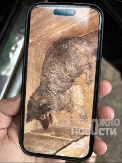 Иллюстрация 2