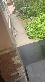 Во Владивостоке заметили амурского полоза