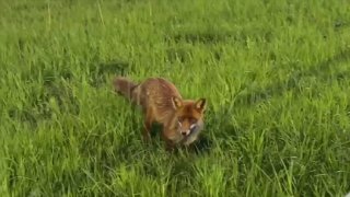 На Богатырском проспекте заметили лису