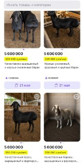 В Узбекистане запустили маркетплейс с баранами