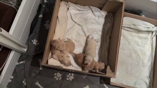 Батя отказался брать ответственность за 11 новорожденных щенков ради отдыха перед телевизором