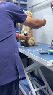 Видео с котёнком в позе распятия Христа стало вирусным в Reels