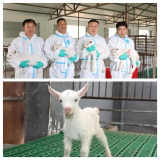 Китайские ученые клонировали альпийских коз