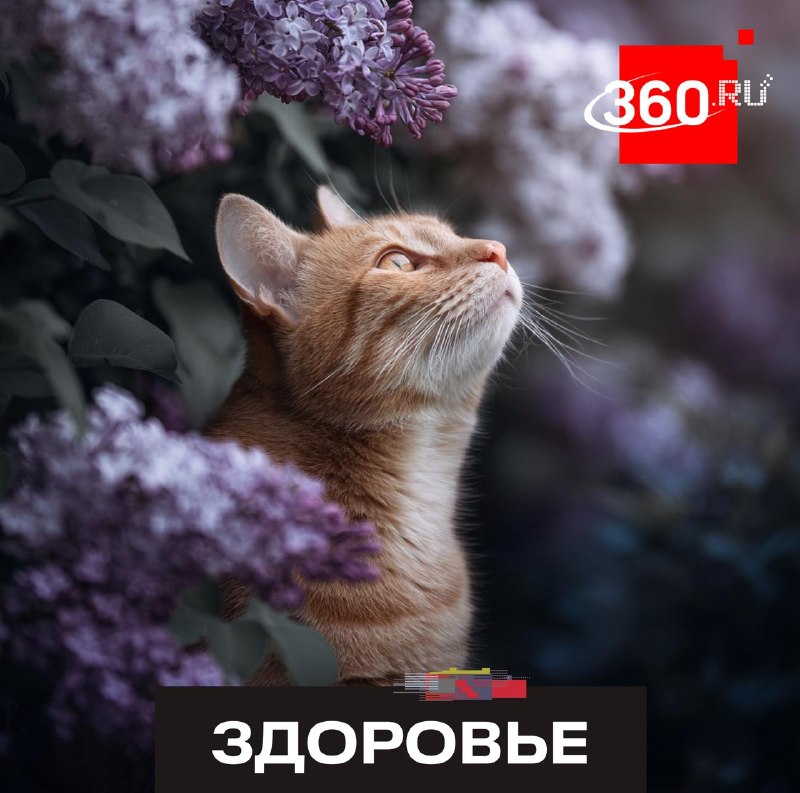 В чем заключается опасность сирени для людей и животных