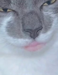 Внешний вид кота изменился из-за аллергии