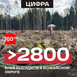 В деревне под Можайском высадили более 2800 елей в память о героях Великой Отечественной войны