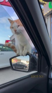 «Как здороваются коты в Дагестане. Салам алейкум!»