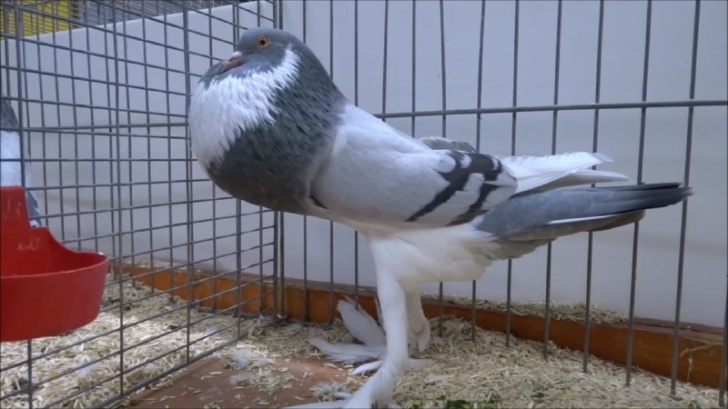 Иллюстрация 5