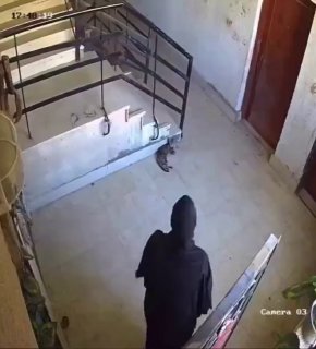 В Турции девушка ударилась лицом после попытки пнуть кота