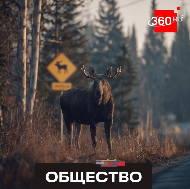 Что делать при встрече с диким животным на трассе в Подмосковье?