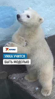 Медвежонок Умка из Новосибирского зоопарка пытается покорить соцсети