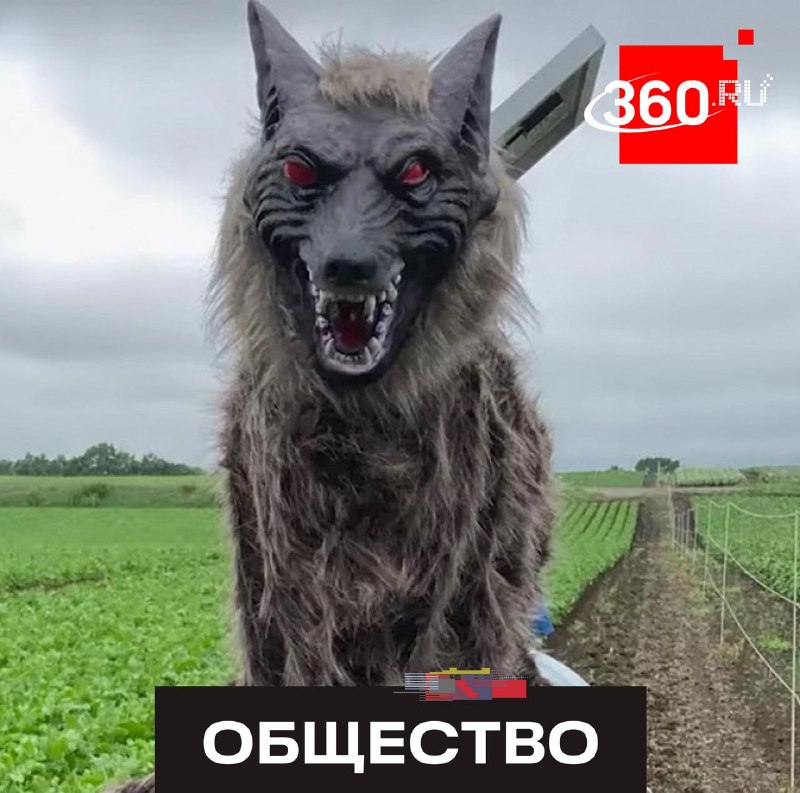 Японцы массово скупают роботов-волков после нападений медведей