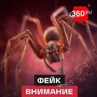 В Подмосковье поселятся ядовитые пауки-каракурты? Разбор фейка о миграции опасных насекомых