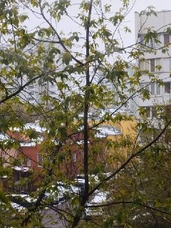 В Москве бабушка вызвала спасателей из-за «змеи» на дереве, которая оказалась игрушкой