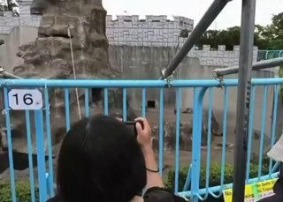 Обезьяна Панч стал «боссом» зоопарка в новом вирусном видео