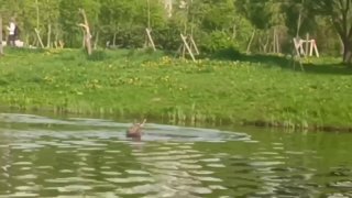 Погода в Питере: лось в пруду и +29 градусов