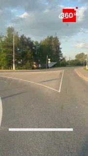 В подмосковной Дубне лоси ходят через дорогу целыми табунами