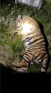 В Приморье из дикой природы изъяли заходившего в села амурского тигра