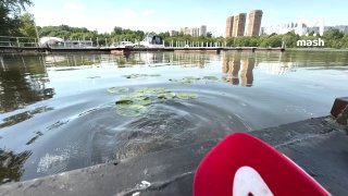 Шпак отдыхает в столице в жаркую погоду