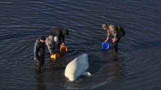 Белуха увлеклась селёдкой и застряла на мели в Ольском лимане — рыбаки спасли кита