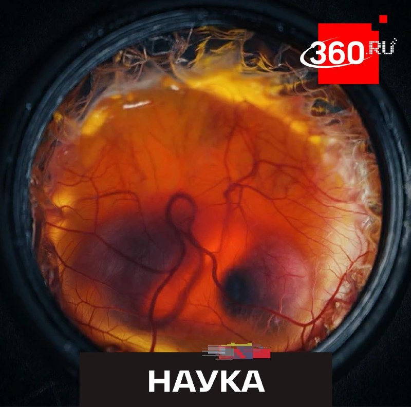 Американские ученые создали 3D-печатное яйцо для возрождения вымерших видов птиц