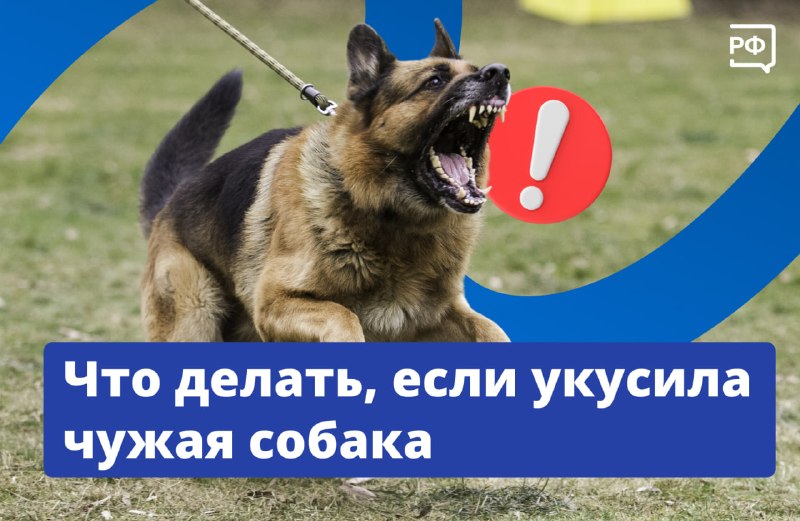 Что делать, если встреча с чужим домашним питомцем закончилась в травмпункте?