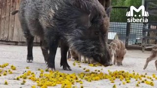 Кабанчики из Барнаульского зоопарка полакомились одуванчиками