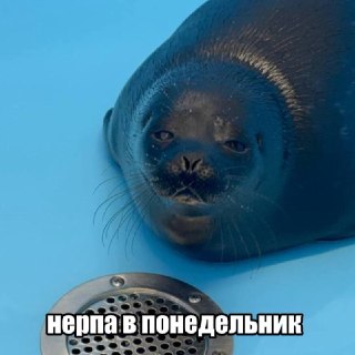 На Байкале отмечают День нерпенка