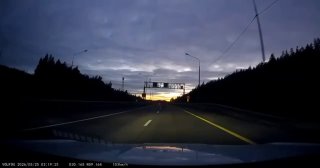 В Ленобласти участились случаи выхода молодых лосей на дороги