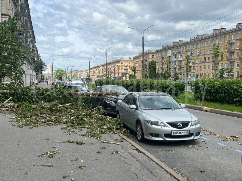 Деревопад находит новых жертв – теперь автомобили на Наличной.