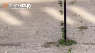 Жители квартала у бывшего мясокомбината «Самсон» в Петербурге три месяца требуют отлова бродячих собак