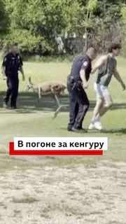 В Техасе полиция поймала кенгуру после погони