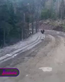 В Иркутской области закрыли популярный туристический маршрут из-за активности медведей