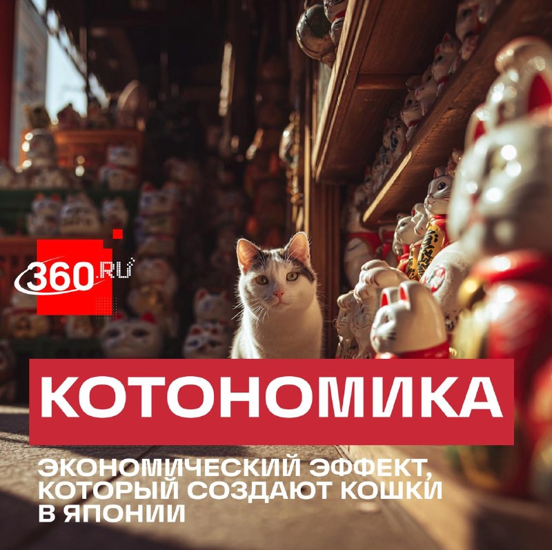 Кошачий бум в Японии: как питомцы влияют на экономику и туризм страны