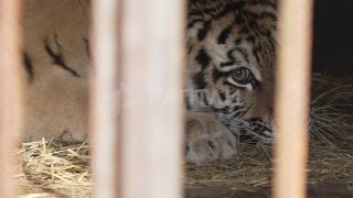 Россия передала Казахстану амурских тигров для восстановления популяции