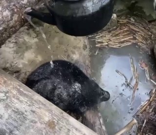 В Репино спасли нерпу, принимавшую душ из чайника