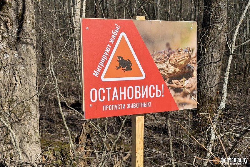 Власти не планируют строить зверопереходы для жаб в заказнике «Сестрорецкое болото»