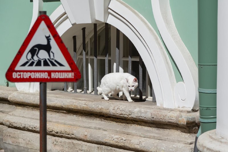 В Эрмитаже чествуют хранителей музейных подвалов — котов