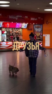 В Москве открылся кинотеатр для собак