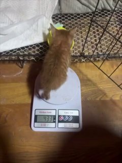Маленькие котята могут толстеть прямо на глазах
