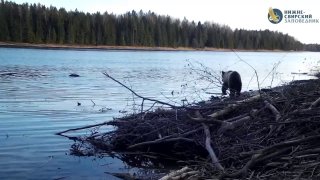 Медвежонок вмешался в драку бобров в Нижне-Свирском заповеднике