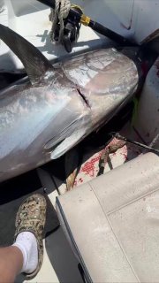 Во Владивостоке зафиксировано появление гигантских тунцов