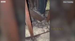 Нашествие мышей охватило Австралию, уничтожая урожай зерновых