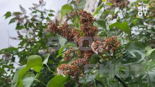 В Москве из-за аномальной жары сирень отцвела на две недели раньше срока